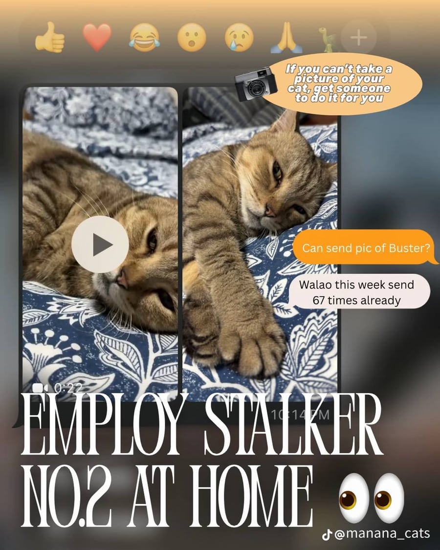 MANANA cat post