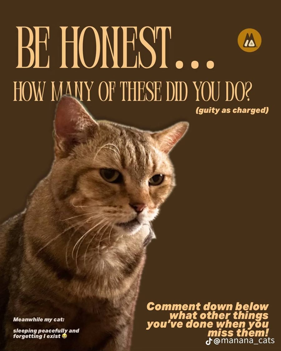 MANANA cat post